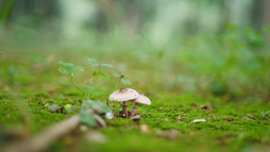 森林里的野蘑菇微距拍摄119秒视频