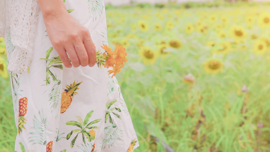 夏天向日葵女孩手拿花朵[大波斯菊]视频