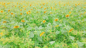 夏季向日葵花海28秒视频