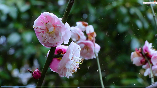 4K实拍雪花飘落诗意梅花视频