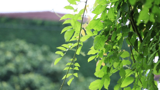 春天的长藤植物视频