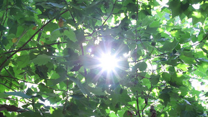 4k实拍夏季树影光晕空镜头39秒视频