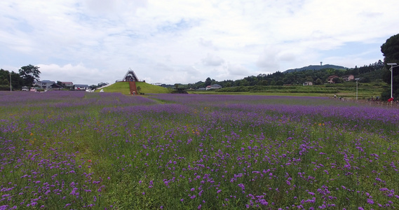 4K低空航拍薰衣草视频