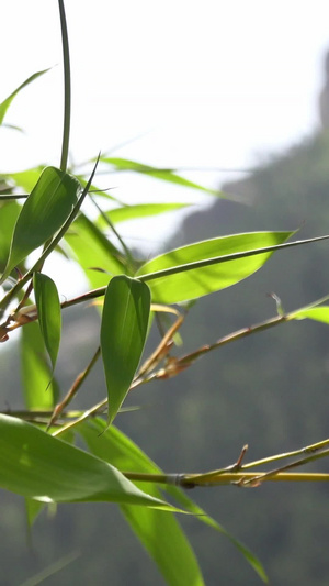 夏季的竹子及竹林合集自然风光40秒视频