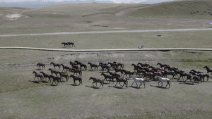 新疆之旅牧马放马航拍13秒视频