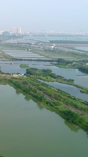 水产养殖东莞市南方特种水产研究所笋壳鱼繁殖基地98秒视频