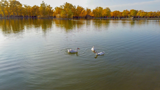 金波湖戏水的鸭子视频