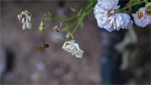 4K白花和小蜜蜂40秒视频