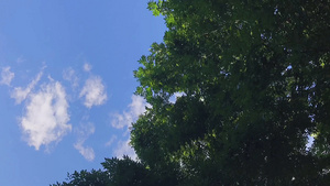 4K 蓝天白云绿叶移动的云延迟摄影15秒视频