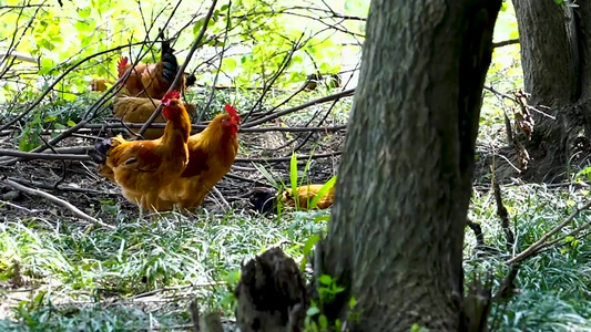散养树林鸡视频