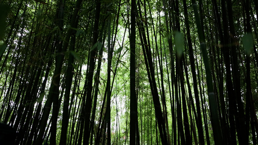 夏日绿色的竹林竹子[竹材]视频