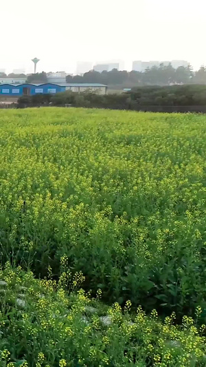 少女在油菜花海中招手粮食作物12秒视频