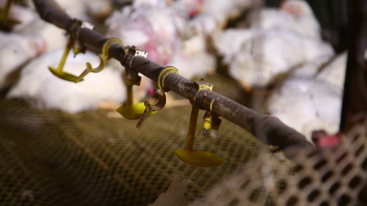 激素鸡谣言探秘鸡肉养殖场视频