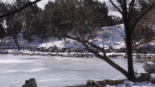 雪松冰雪下雪雪后冬季圆明园视频