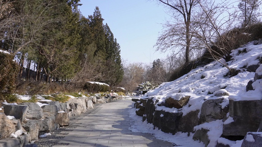 雪松冰雪下雪雪后冬季圆明园视频