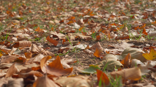 秋天的树叶视频