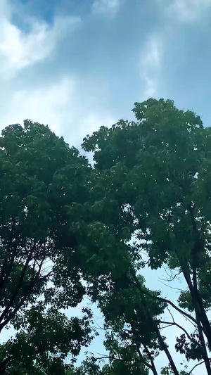 实拍自然天气大风暴雨前23秒视频