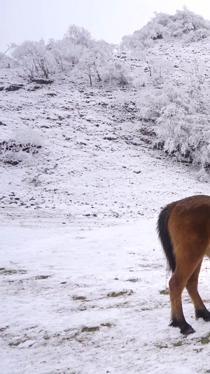 冰天雪地里吃草的野马群小马驹37秒视频