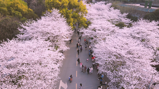 航拍城市樱花季粉色浪漫樱花4k素材视频