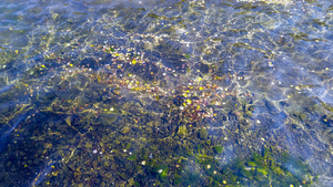 4K拍摄青海孟达天池水中落叶46秒视频