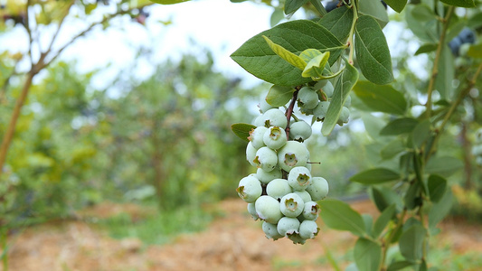 高丛蓝莓种植视频