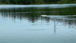 鸭子有过湖面波光粼粼24秒视频