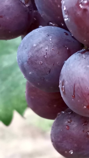提子葡萄天然种植76秒视频