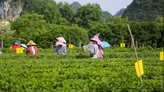 拍摄茶园茶农采茶摘茶[茶工]视频