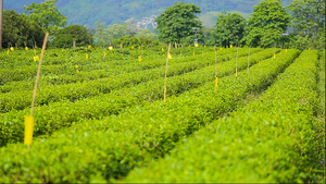 茶园茶叶远处的茶农41秒视频