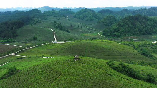 航拍贵州白茶之乡茶山视频