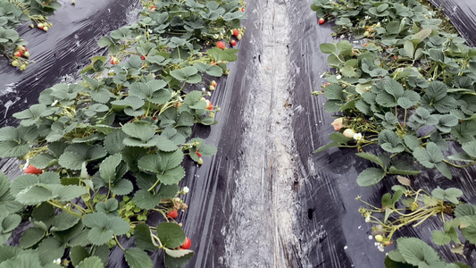 4K草莓种植基地视频