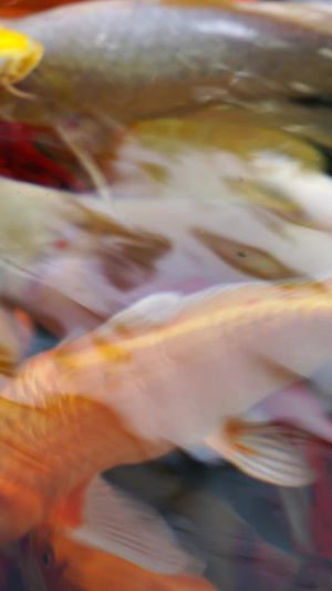 锦鲤金鱼实拍视频素材观赏鱼21秒视频
