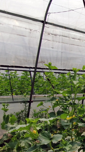 实拍大棚水果香瓜种植71秒视频