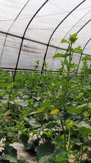 实拍大棚水果香瓜种植71秒视频