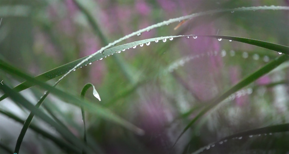 雨中视频