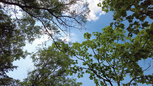 蓝天白云阳光树枝树叶夏日风景实拍视频