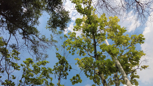 蓝天白云阳光树枝树叶夏日风景实拍视频