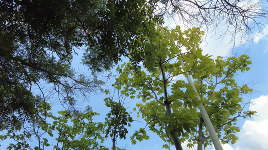 蓝天白云阳光树枝树叶夏日风景实拍视频