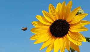 向日葵上采蜜的小蜜蜂38秒视频