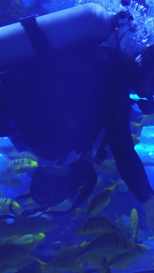 海洋馆潜水工作人员给大石斑鱼喂食潜水员15秒视频
