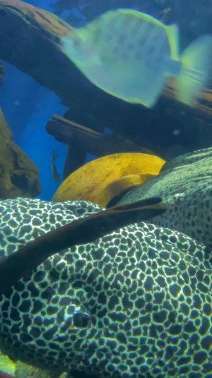 实拍海洋隐形霸主的鳗鱼43秒视频