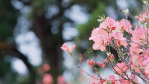 海棠花植物特写花瓣百花盛开35秒视频