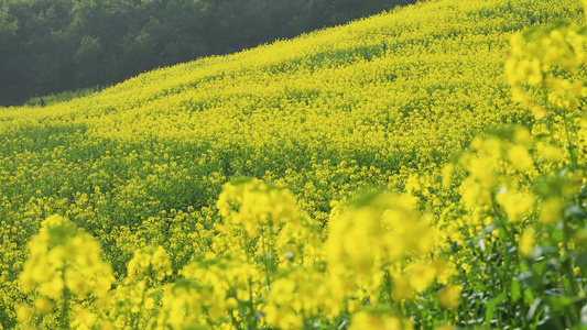 4k唯美油菜花花海空镜头 视频