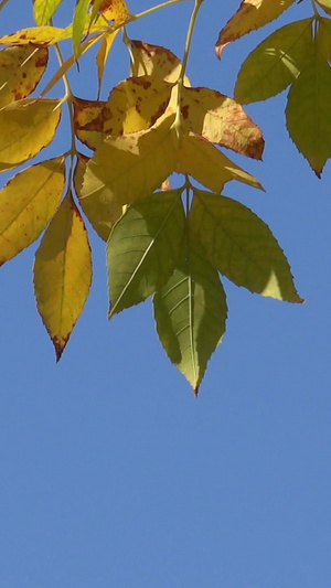 秋季风光蓝天下色彩斑斓的树叶视频合集自然风光48秒视频