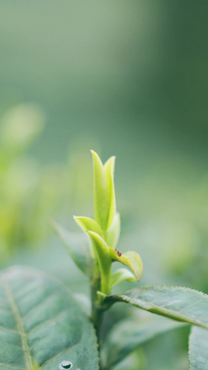 实拍春天茶园唯美采茶女手特写视频素材春茶节5秒视频