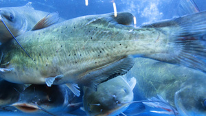 4K生鲜活鱼水产鱼缸里的鱼鮰鱼17秒视频