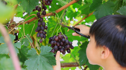 小男孩在大棚里采摘葡萄视频