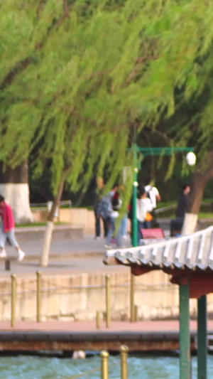 夏天北京5A景区颐和园昆明湖旁被吹起的柳树15秒视频