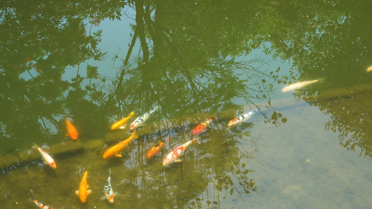 池塘里的鲤鱼视频