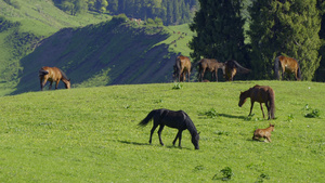 新疆伊犁恰西风景区畜牧业草原放马草地上吃草的马群实拍11秒视频